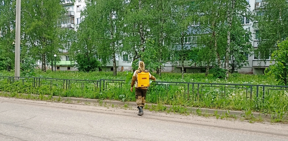 Мероприятия по ликвидации борщевика Сосновского на территории города.